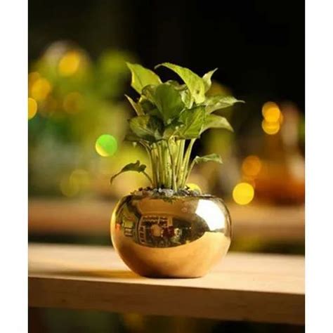 Golden Ceramic Flower Pot At Rs 650 Ernakulam Id 20591897162