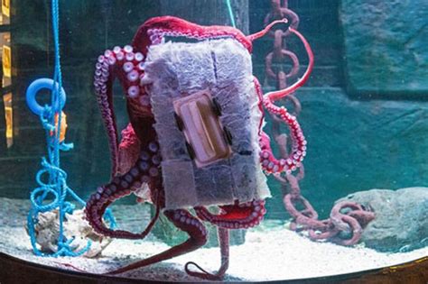 Aquarium Star Jock The Octopus Learns To Wipe His Own Tank Clean