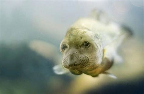 40 Extremely Weird Animal Photo Manipulations Oneclickwonders