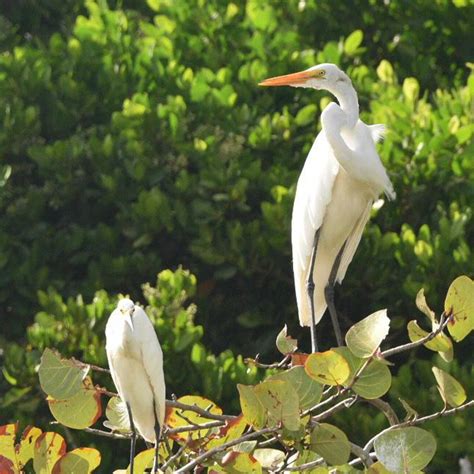 Birdwatching Tours To See The Birds Of St Martin St Maarten