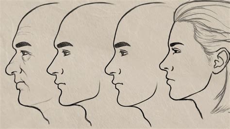 Male Face Side View Drawing Reference And Sketches For Artists