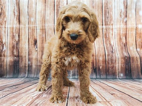 Ocgoldendoodles standard f2 goldendoodle puppies. F1B Goldendoodle-DOG-Female-Golden-2806511-Petland Las ...
