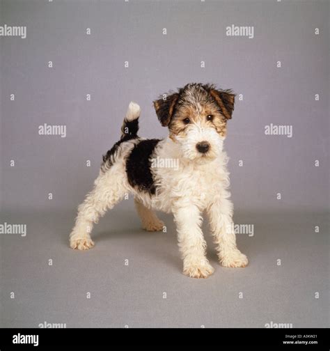 How Much Are Wire Fox Terrier Puppies