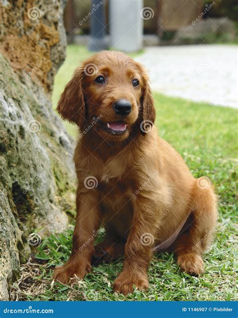Irish Setter Puppy Sitting Stock Image Image Of Typical 1146907