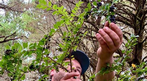 Foraging Wild Berries North Coast Food Trail