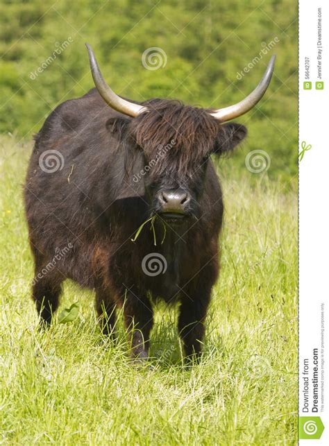 Scottish Highland Cattle In Meadow Stock Image Image Of Butchery
