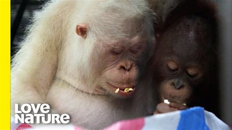 Alba The Worlds Only Albino Orangutan Does Puzzles Love Nature