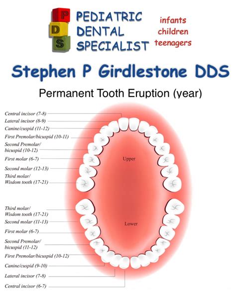 Permanent Adult Tooth Eruption Pediatric Dental Specialist