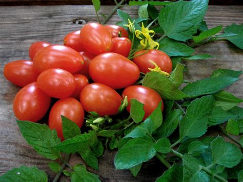 Red Pisa Date Cherry Tomato, 0.08 g : Southern Exposure Seed Exchange ...
