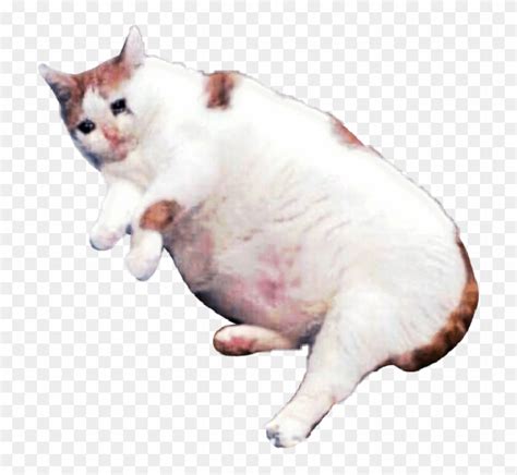 Download Catsofpicsart Cat Sad Meme Sticker By Kananessuno