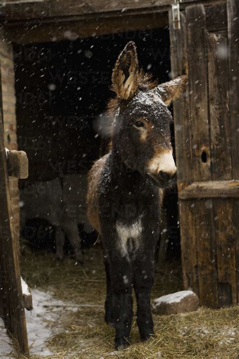 Donkey Standing In Stable During Snowing Stock Photo