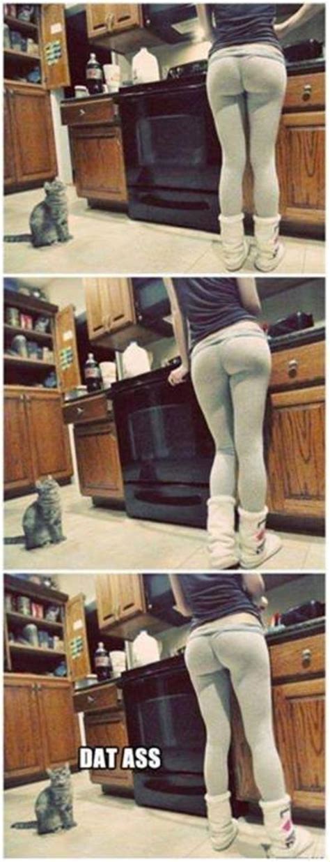 Even The Cat Knows Dat Ass Know Your Meme