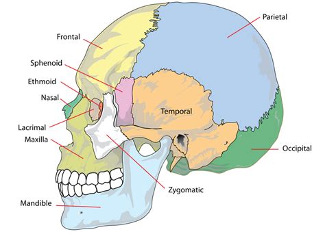 Anatomia Del Craneo Pictures Anatomy Art Human Skull Anatomy Kulturaupice