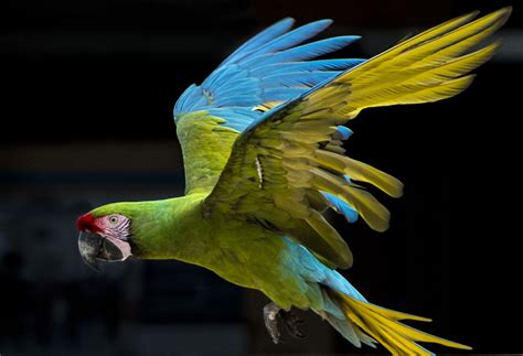 Military Macaw Owen Deutsch Photography