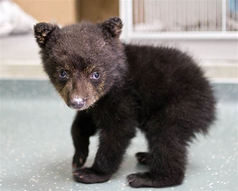 Adorable Bear Cub Baby Animal Zoo