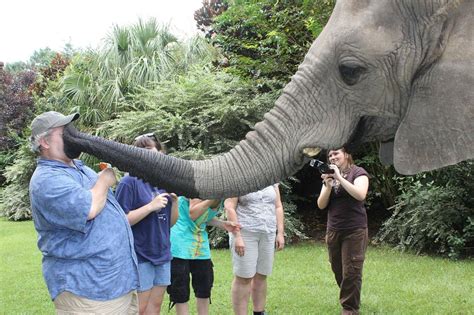 Met Bubbles The Elephant A Few Summers Ago She Really Took A Liking To My Dad Imgur Funny
