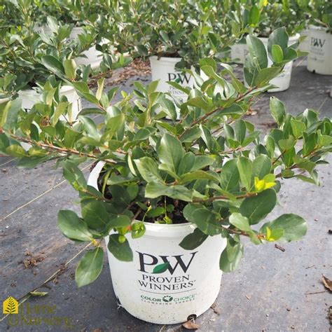 The foliage is glossy and deep green in summer, with red and orange fall coloration. Aronia melanocarpa Low Scape® Mound Black Chokeberry from Home Nursery