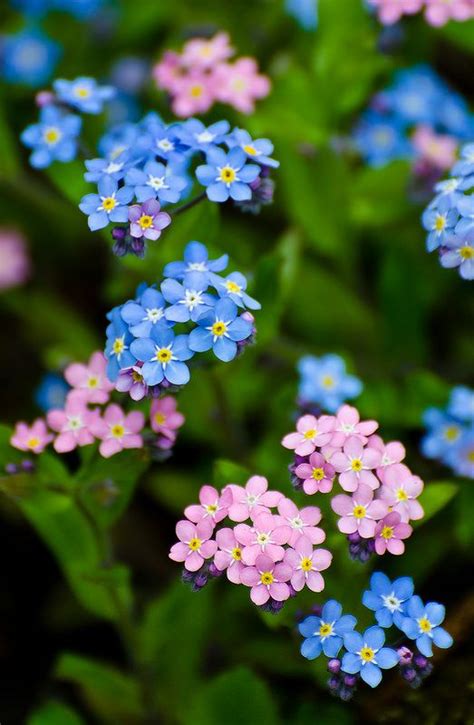 Flowers are perfect and look very stylish for women of all ages. Forget Me Not in September :: Birth Flower of the Month ...
