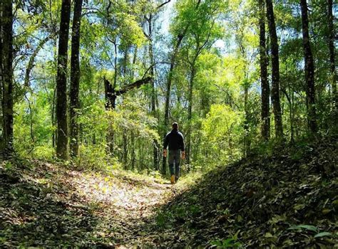 24 Beautiful Florida Hiking Trails That You Have To Explore Orlando