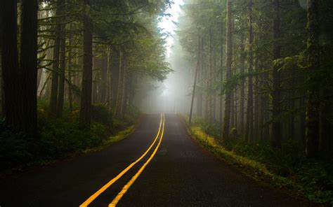 Fog Forest Road Wallpapers Hd Desktop And Mobile Backgrounds