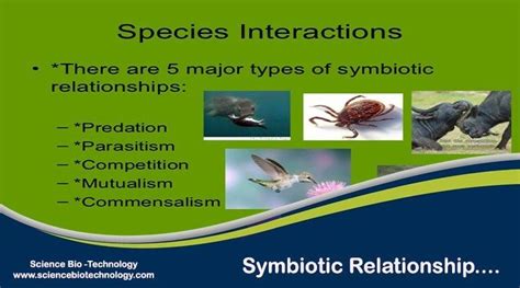 What Are The Different Symbiotic Relationships In Organisms Science