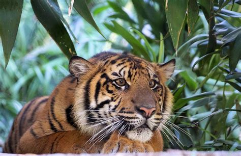 Crouching Tiger Stalking Suka San Diego Zoo Safari Park Flickr