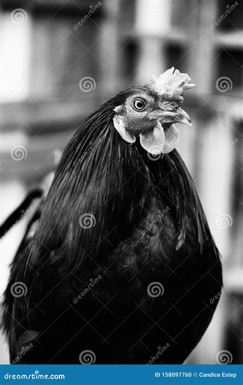 Rooster Portrait In Black And White Stock Photo Image Of Poultry