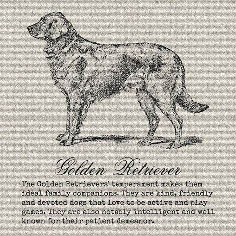 Golden Retriever Dog Art Description Definition Pet Art Printable