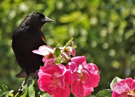 Red Winged Blackbird Male And Prairie Roses Summer Indiana Photograph