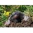 European Mole Emerging From Its Burrow Photograph By John Devries 