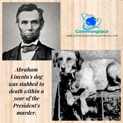 Lincolns Dog Followed Him Even In Death Commonplace Fun Facts