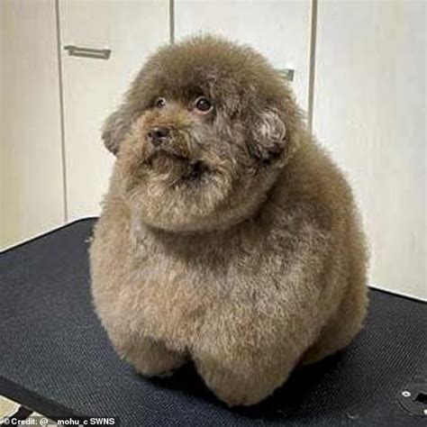 Spherical Poodle Has 100000 Instagram Followers Who Are Obsessed With
