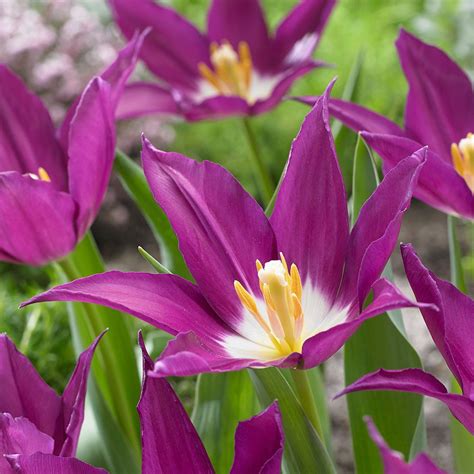 Tulip Purple Dream White Flower Farm