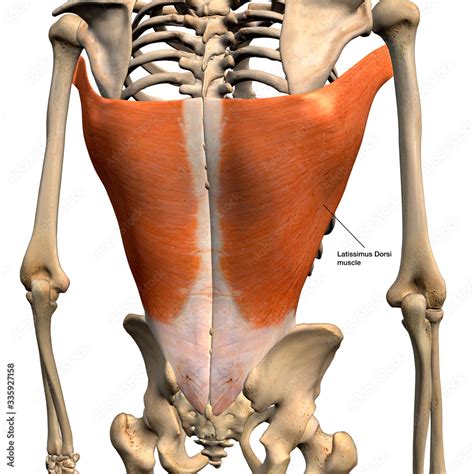 Ilustrace Latissimus Dorsi Muscles Isolated In Posterior View Labeled