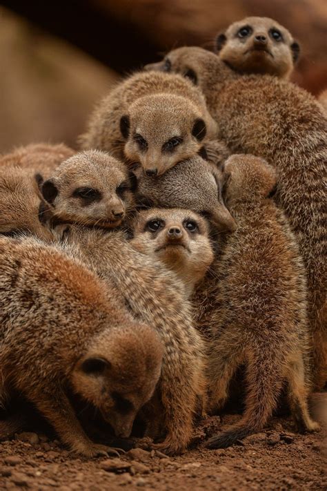 These Baby Meerkats Are Too Precious For This World