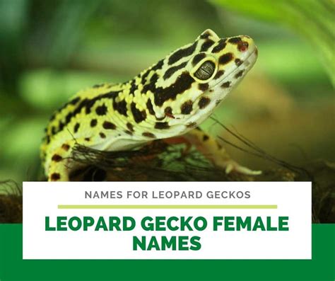 350 Names For Leopard Geckos Male And Female Fun Unisex Food Related