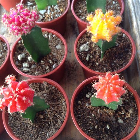 But actually, if you know how to care for it, the cactus can grow into a beautiful plant. At SM Baguio, Philippines | succulents & cacti for the ...