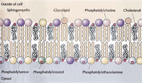 Cholesterol In The Structure Of The Cell Membrane From Cooper Hausman