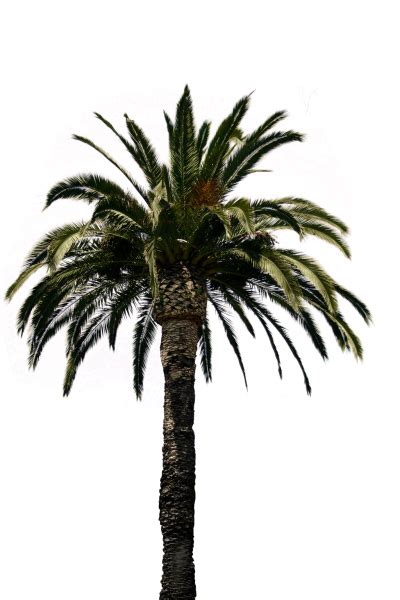 Download Date Palm Free Png Transparent Image And Clipart