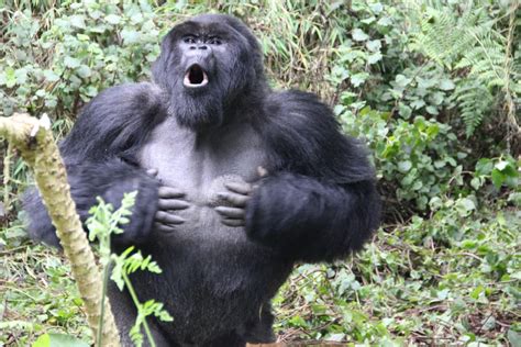 Why Do Male Gorillas Beat Their Chests