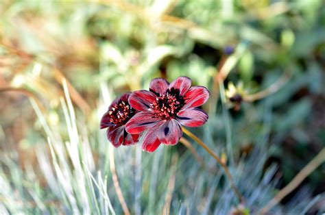 Images Gratuites La Nature Herbe Fleur La Photographie Prairie