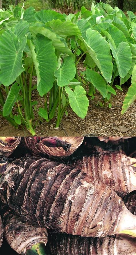 Planting And Growing Guide For Taro Colocasia Esculenta In 2021