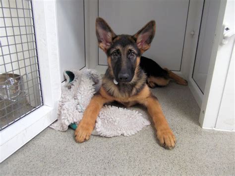 Sam 4 Month Old Male German Shepherd Dog Available For Adoption