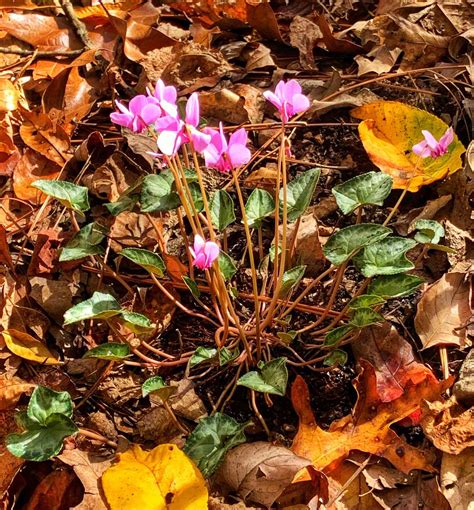 Everything To Know About Hardy Cyclamen Hederifolium