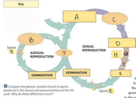 General Fungi Life Cycle Diagram Quizlet