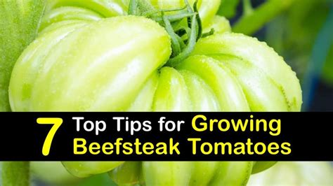 7 Top Tips For Growing Beefsteak Tomatoes
