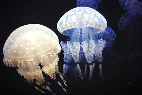10 Amazing Bioluminescent Organisms