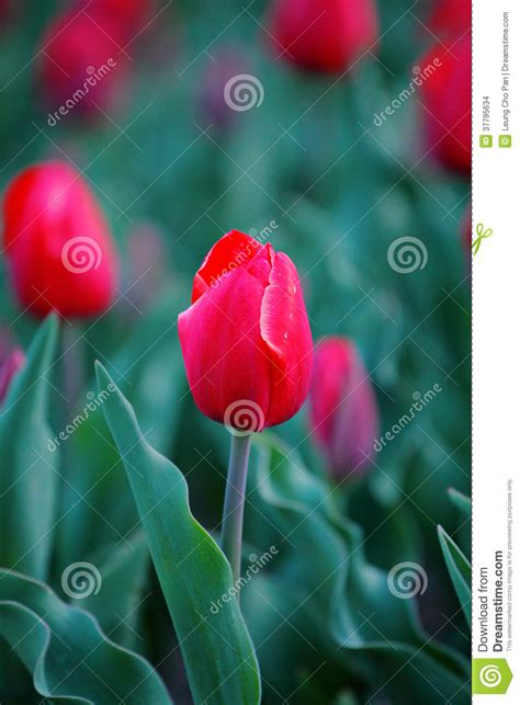 Red Tulip Stock Photo Image Of Romance Beautiful Flowers 37795634