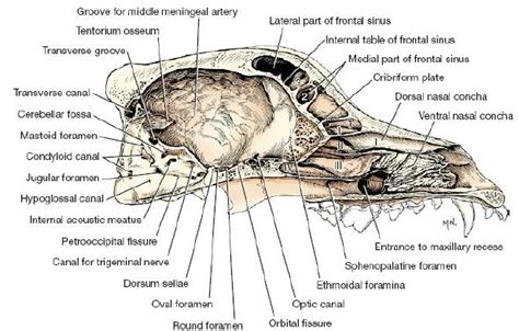 Saggital Section Of The Skull Medial View Download Scientific Diagram