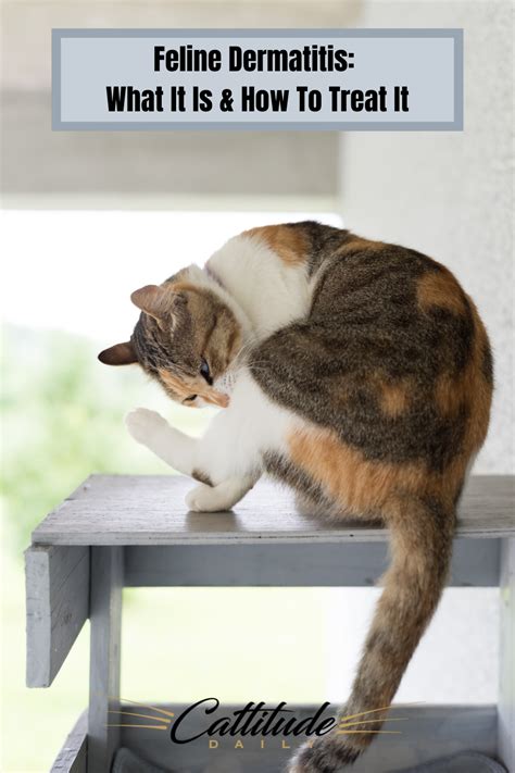 Cat Dermatitis Home Remedy